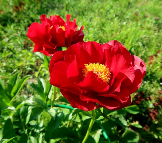 Пион Макинак Гранд