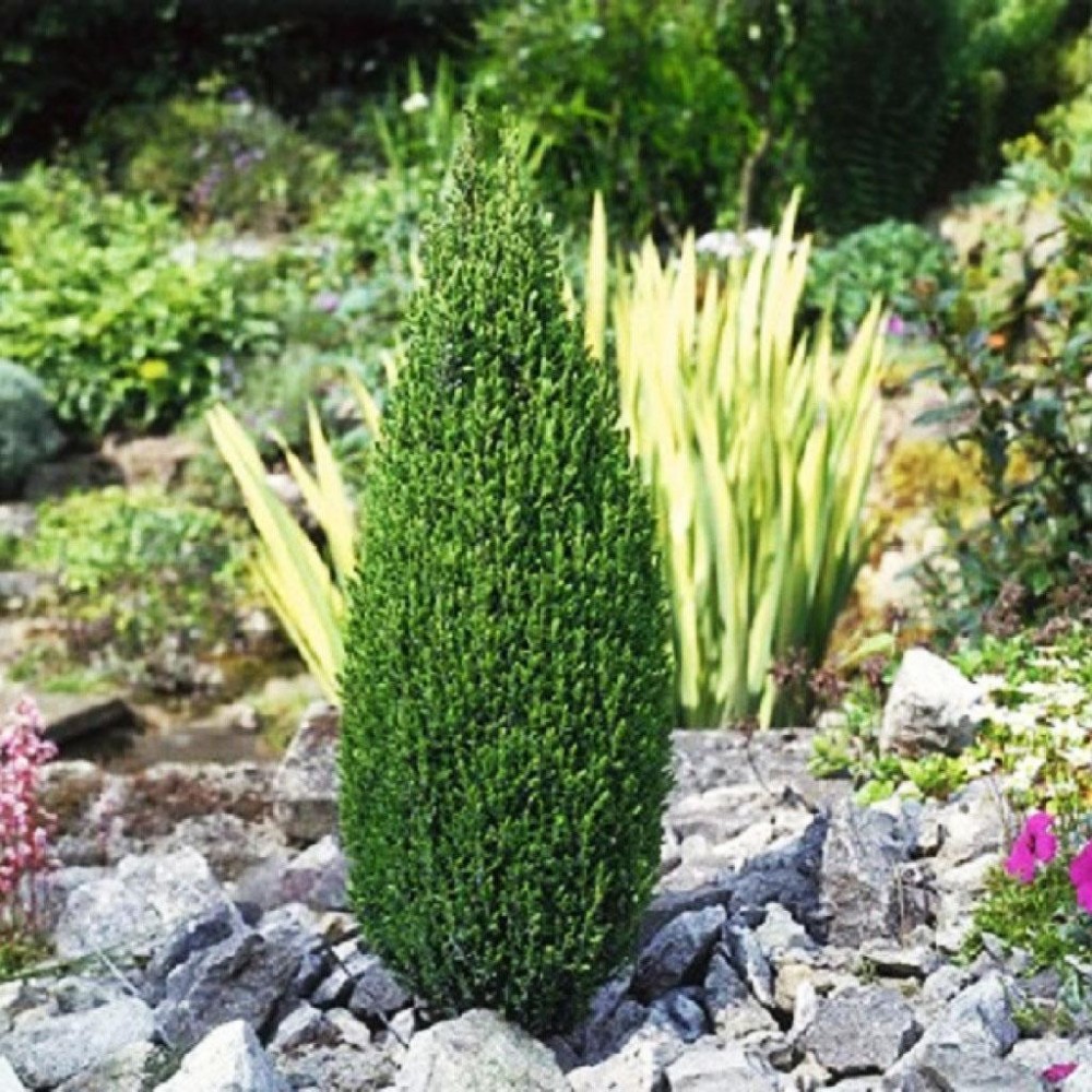 Можжевельник обыкновенный Компресса