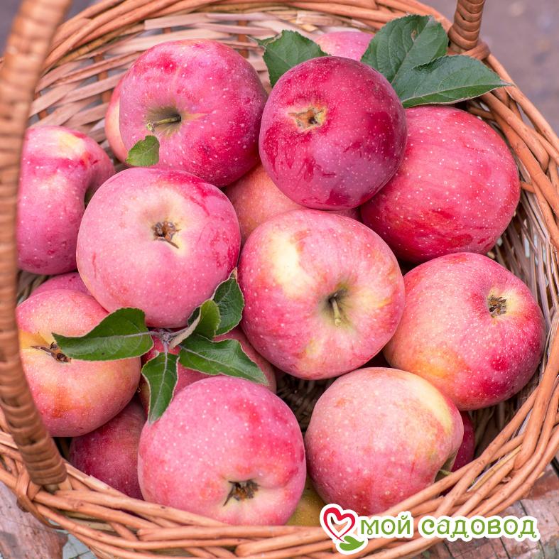 Яблоня Слава Победителям