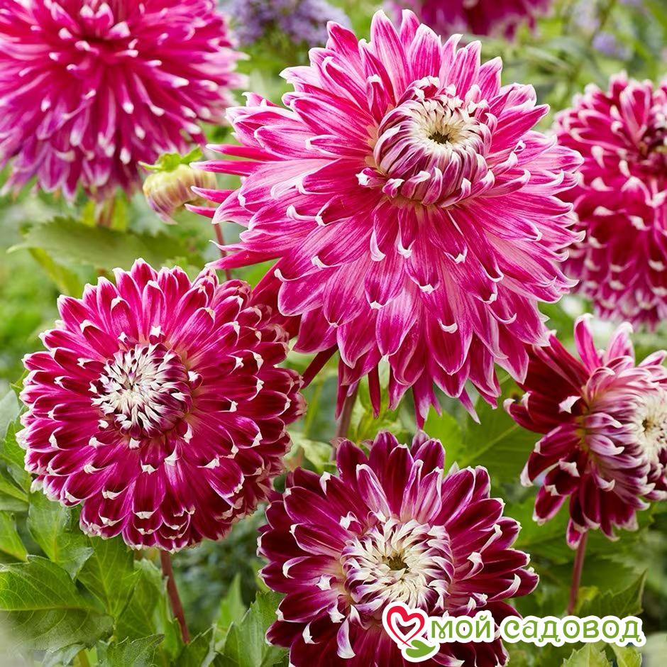 Георгина декоративная Ванкувер (Vancouver)