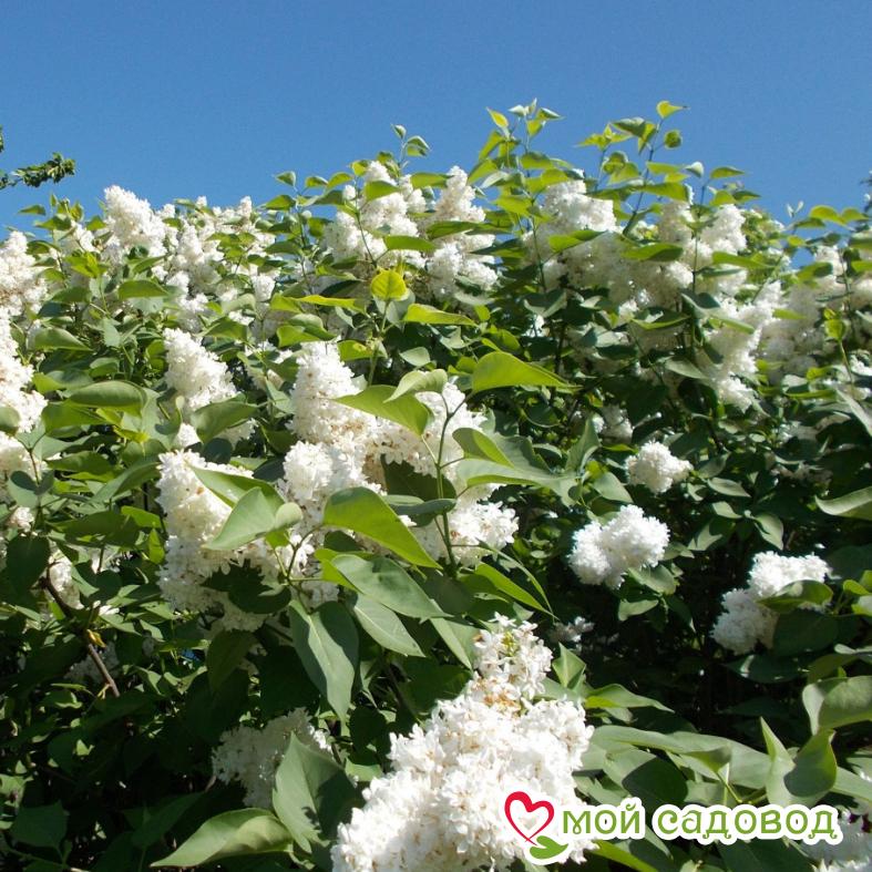 Сирень Советская Арктика