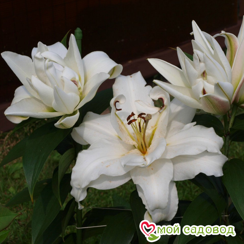Товары :: Товары для сада и огорода :: Посадочный материал :: Лилии :: Лилия Лот