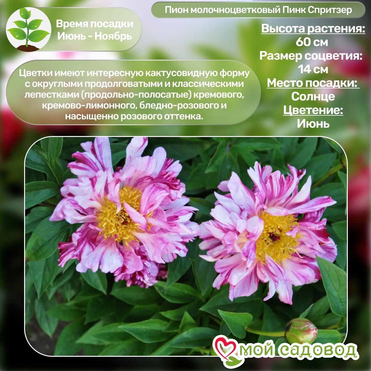 Комплект Пионов - Яркий сад!